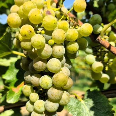 Villaris 20250812 112516